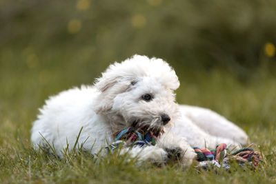 White poodle puppy playing in the garden outdoors