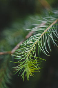 Close-up of plant