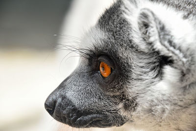Close-up of ring-tailed lemur