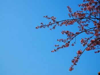 Low angle view of flower tree against blue sky