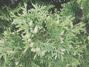 Close-up of pine tree in winter