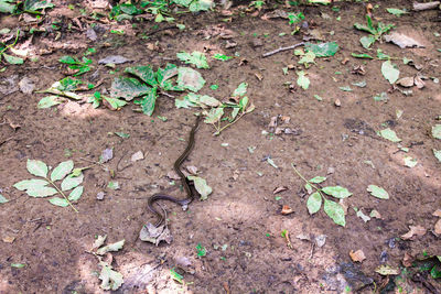 High angle view of dry leaves on field