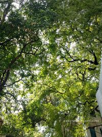 Low angle view of trees