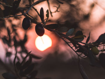 Close-up of berries growing on tree against sky during sunset