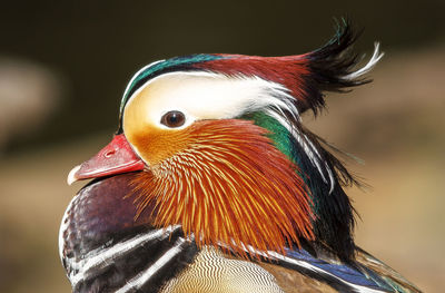 Close-up of the head of a mandarin duck