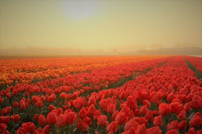 Scenic view of red tulips on field against sky