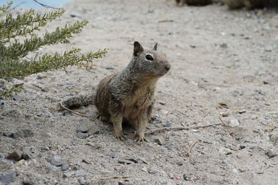 Close-up of squirrel on land