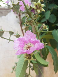 Close-up of pink flowers blooming outdoors