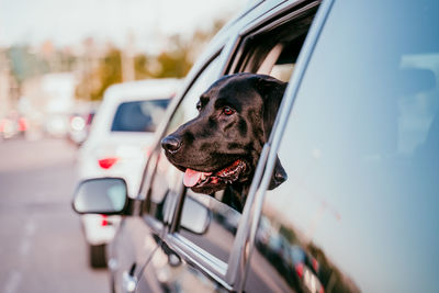 Close-up of dog in car