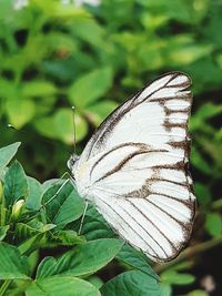 Close-up of butterfly on leaf