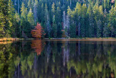 Scenic autumn view of lake in forest 