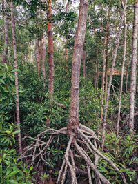 Trees in forest