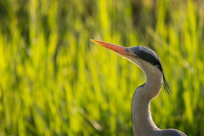 Close-up of grey heron on field