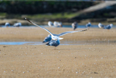 Seagull flying over a land