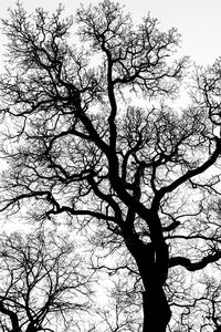 Low angle view of bare trees against sky