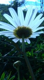 Close-up of flower blooming outdoors