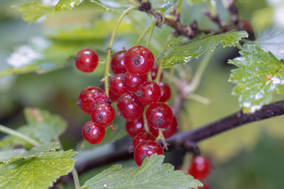 Red currant fruits - garden, water, dew, rain, fruit, greenery, nature, daytime, leaves