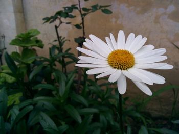 Close-up of white daisy blooming in park