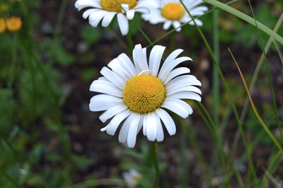 Close-up of white daisy flower on field