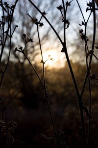 Close-up of plants against blurred background