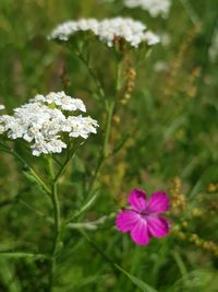 Close-up of pink flowering plant