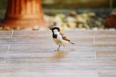 Close-up of bird perching on wood