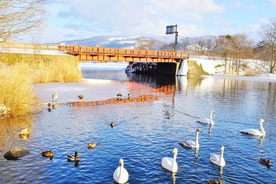 Ducks swimming in lake