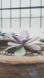 Close-up of flowering plants in container