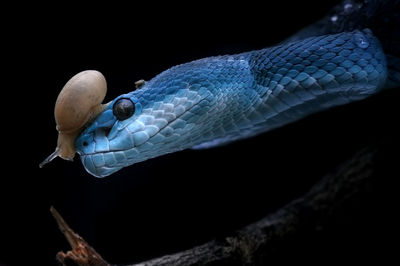 Close-up of fish swimming in sea