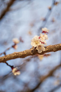 Close-up of white cherry blossoms in spring