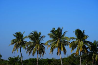 Low angle view of coconut palm trees against clear blue sky