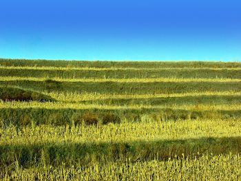 Scenic view of field against clear sky