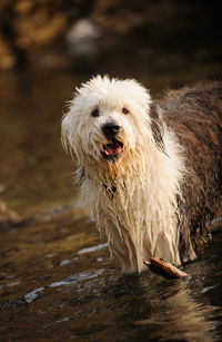 Portrait of dog sitting outdoors