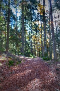 Trees in forest