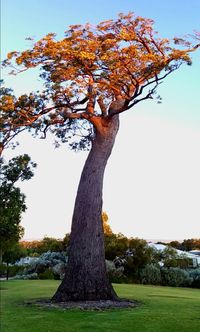 Tree on field against clear sky