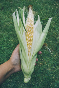 Cropped hand of person holding corn over field