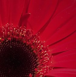 Close-up of red flower