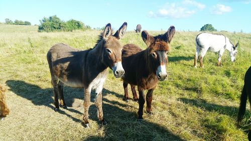 Horses standing on field against sky