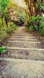 Walkway amidst trees