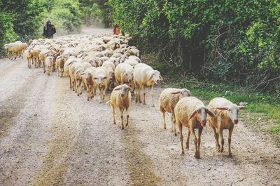 View of sheep on the road