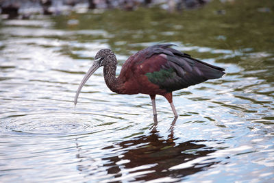 Duck in a lake