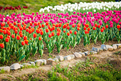 View of tulips on field