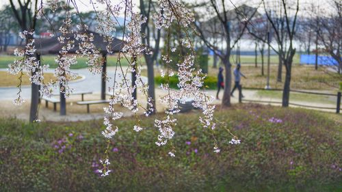 View of flowering plants in park