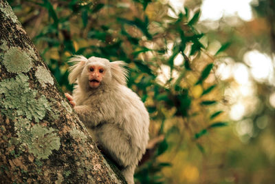 Monkey sitting on tree trunk