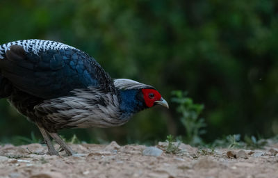 Close-up of a bird perching on a field