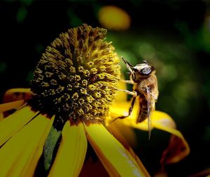 Close-up of bee on yellow flower