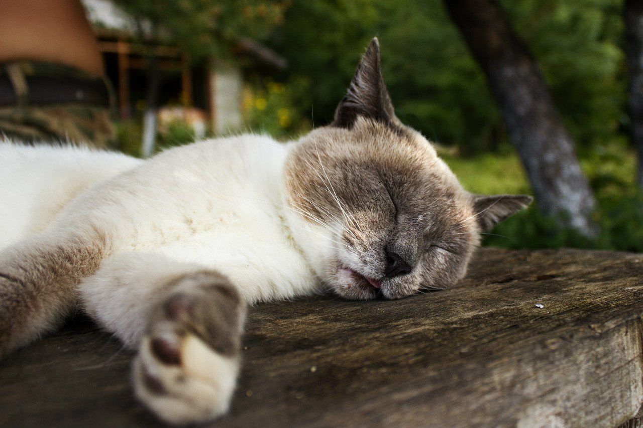 CLOSE-UP OF CAT SLEEPING ON GROUND