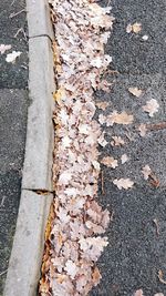 High angle view of dry leaves on road