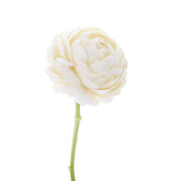 Close-up of white rose flower