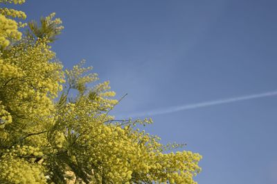 Low angle view of yellow flower tree against clear sky